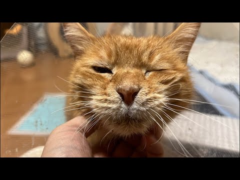 しょっぱいボス猫のショートライブ