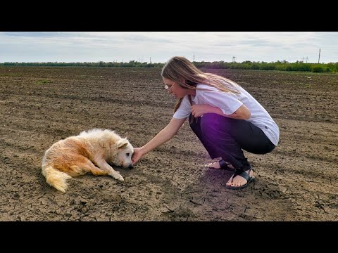 Senior Dog Tries to Find his Way Home After Being Abandoned Until He Got Exhausted