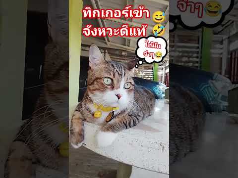 #ทิกเกอร์สูนให้ใครลูก😂😂😂😂