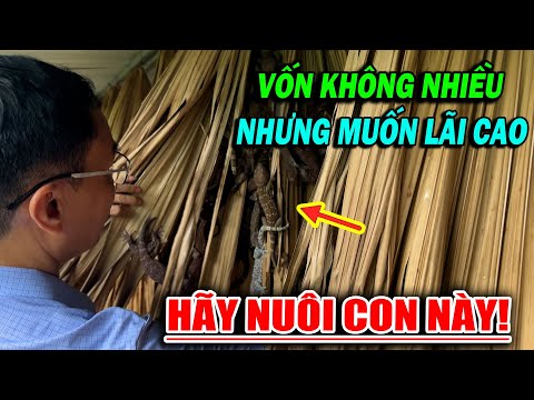 VỐN KHÔNG NHIỀU NHƯNG MUỐN LÃI CAO HÃY NUÔI CON NÀY | CHANNUOI.NET