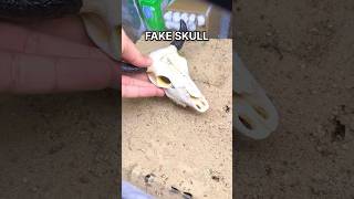 I GAVE my ANTS a FAKE SKULL!!