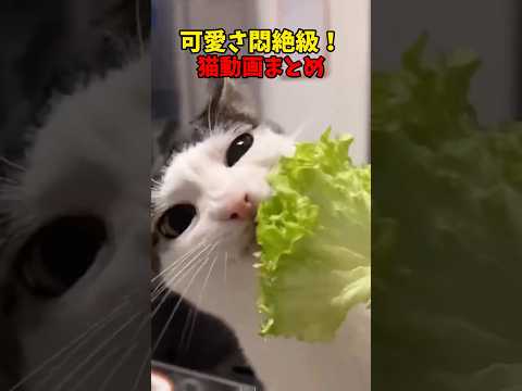猫の動画サムネイル - 可愛いって❤️ #猫 #cat #cats #cute