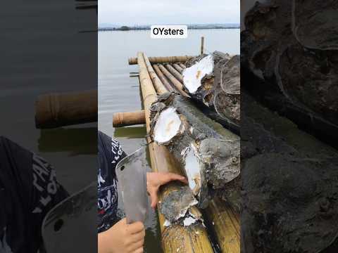 The Ultimate "Ocean-to-Table" Oyster