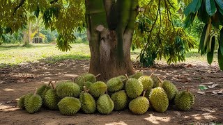 2 Teknik yang berbeda : Grafting Durian paling ampuh untuk pemula 💯 % berhasil
