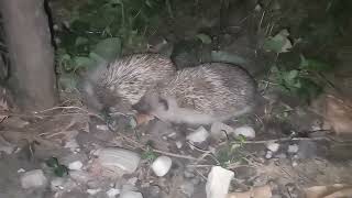 Hedgehog fight