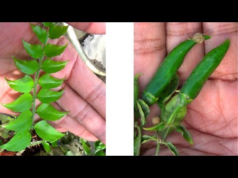 Meri Rooftop Garden Ki Sair | छत पर बनी हरी-भरी जन्नत