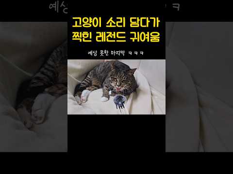 올 해 가장 귀여운 소리