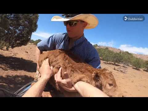 Os Vaqueiros americanos juntando gado no deserto