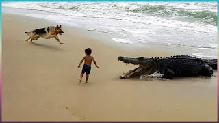 60 Héros Animaux Qui Ont Sauvé des Vies Humaines !