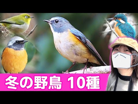 ルリビタキ登場！冬は鳥がいっぱい♪【野鳥撮影vlog】