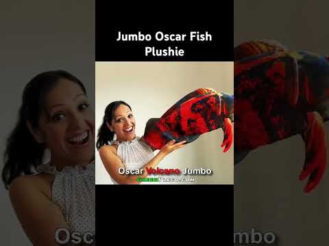 Jumbo Oscar Fish. #oscarfish #cichlid #fish #ameri 