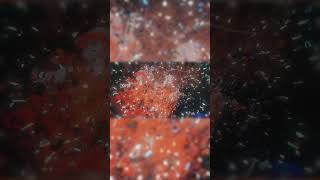 【神椿市建設中。】9話ED「欲望」【9/10公開】#vwp #shorts  #神椿市建設中