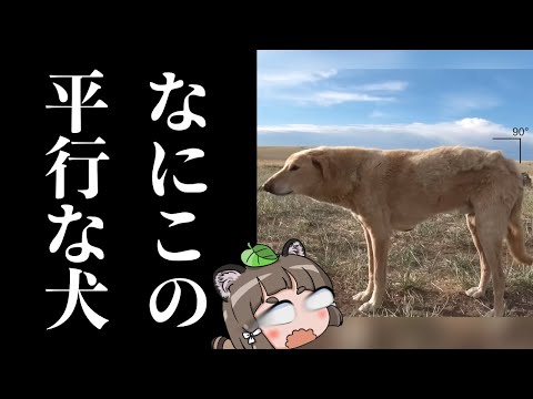 【モンゴル犬】Xで話題の「地面と平行すぎる犬」の正体ってなんなの？