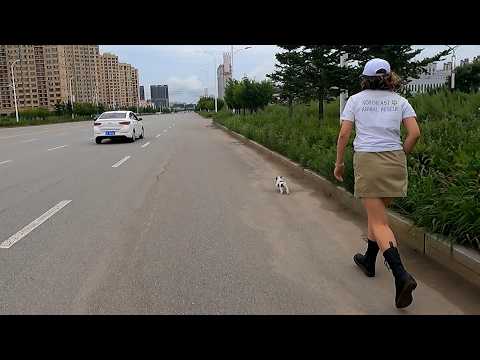 Rescue stray puppy with bad habit of crossing road ( Condensed version )