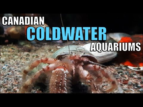 I visited the COLDWATER aquariums of Montreal In this video I am visiting Montreal's Biodome and showcasing the best coldwater aquariums that they