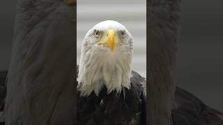 Meet Norbert the Bald Eagle 🦅💪 #mayahiga #eagle #birds #conservation #shorts