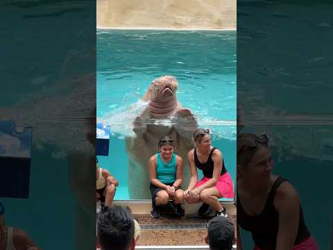 Seaworld’s splashing walrus #walrus