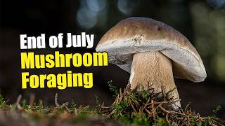 Mushroom Foraging At The Very End Of July 2026