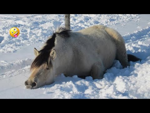 Best funniest horses of the week - Funny And Cute horses Video Compilation 2024 🐴#26