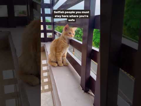 In site thought of a kitten | #cat #cutecatandpuppyworld #cuteanimal #shortsfeed #cute #funny