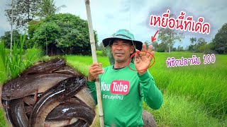 เหยื่อจิ้งจกในตำนานพิชิตฝูงปลาช่อนนับ 100 ตัว‼️มีตัวใหญ่ตกไม่ได้นอนไม่หลับแน่ๆ 😅😅