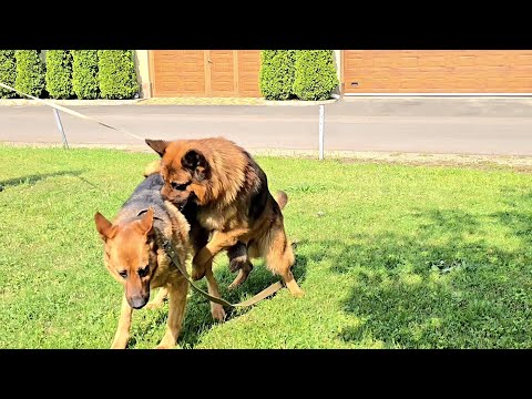 😱Evil bride💥German shepherds Ares and Rose. Odessa 2025