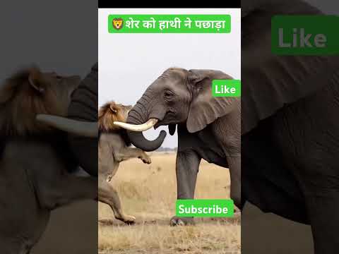 🦁 ओह माय गॉड शेर ने हाथी को पछाड़ा 🦁 धुंआधार लड़ाई #lion #animal #shorts #cartoon #trending