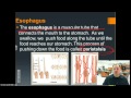 Chemical and Physical Changes in Digestion