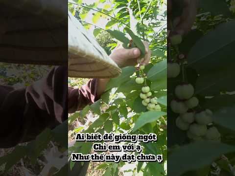 Lần đầu thấy hạt rau ngót