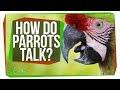 Parrot Brain and Vocal Learning