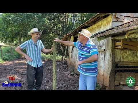 Galos e Pintinhos Diferentes