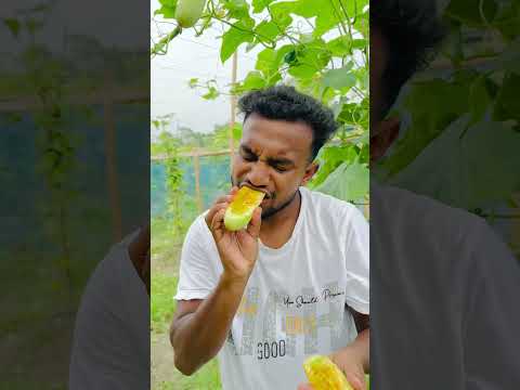 মানুষের ক্ষেতের শসা চুরি করে খাচ্ছি