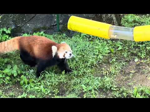 令花ちゃんが大森山動物園で元気に走る様子｜2025年注目のレッサーパンダ サムネイル