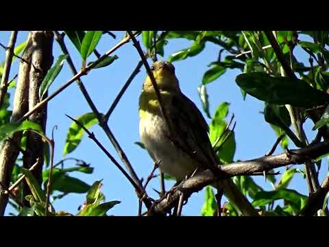 Canário da terra pardo jovem macho  gravado 26 02 2025  N 474