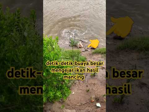 detik-detik buaya mengejar ikan hasil mancing #shortsvideo