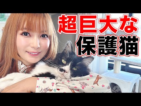 【能登から救出】保護猫が超巨大化！雑種だと思ったら実は…