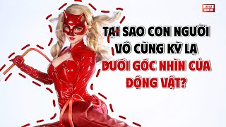 Tại sao con người, vô cùng kỳ lạ dưới góc hình của động vật? | THKT 037