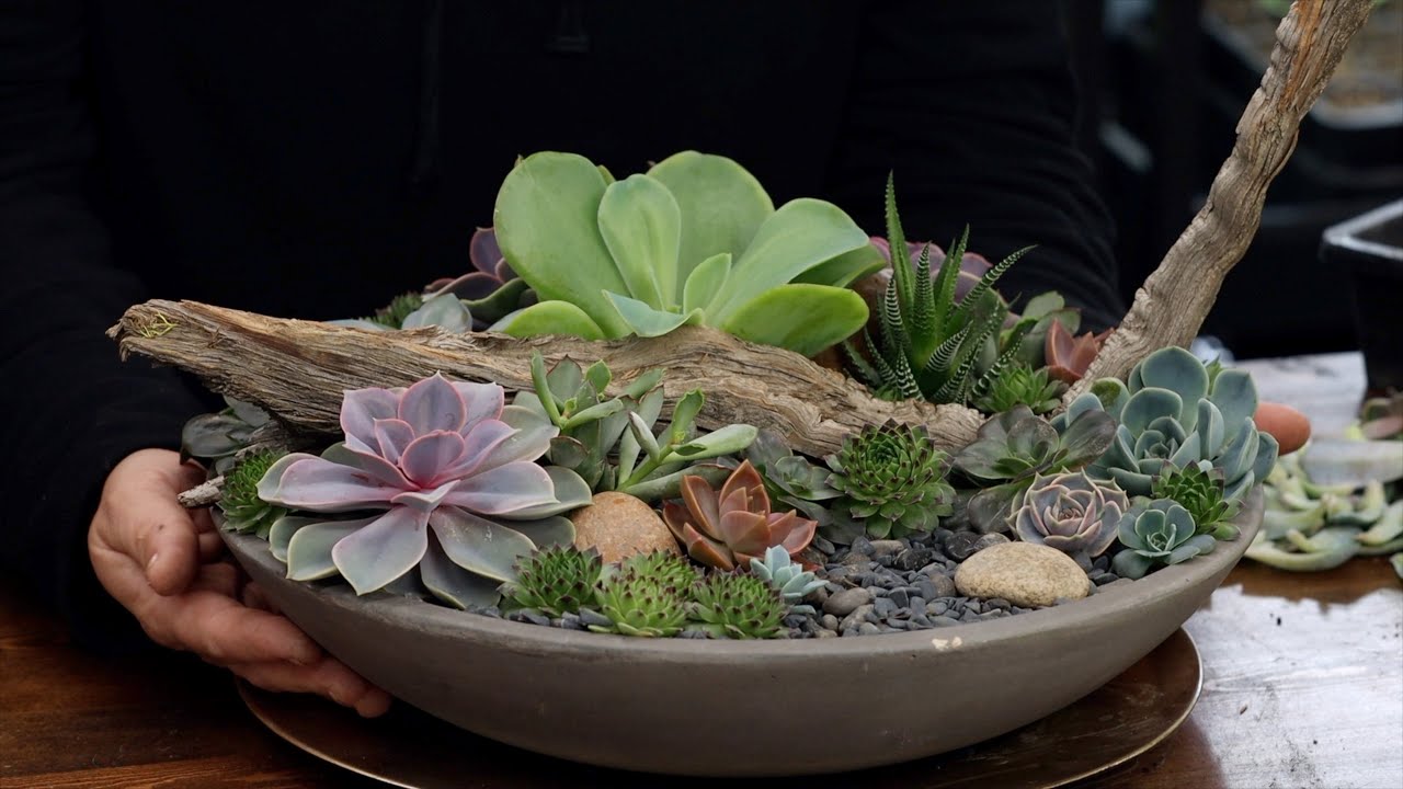 Taking Apart & Rebuilding a Succulent Arrangement with Cuttings!