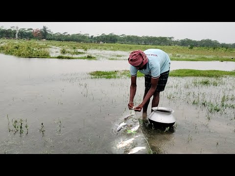 Fishing Video। কারেন্ট জাল দিয়ে মাছ ধরা। অসাধারণ দৃশ্য মাঝে বৃষ্টিতে ভিজে মাছ ধরা। Fishing in rain