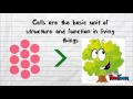 Exploring Levels of Organization in Biology