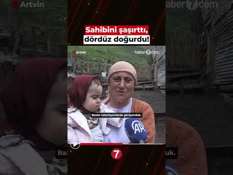 Dördüz doğuran inek sahibini şaşırttı