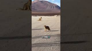 Ultimo giorno ad Uyuni e arrivo a San Pedro de Atacama! #sudamerica #travel #viaggiolowcost