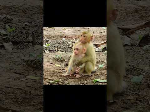 Lovely cute monkeys, #animal #videos #cute #foryou #wildlife #nature #love #like #live #song #shorts