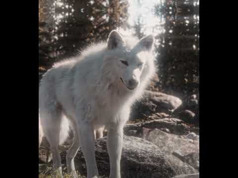 "BUCK IS IN LOVE"- Buck Edit |  EMIN ft. JONY – Каmin (slowed) (TikTok remix)