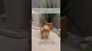 飼い主の呼びかけは無視するのに、魔法の言葉にだけ反応する犬 #千年に一度のポメラニアン #ポメ #ポメラニアン #犬 #pomeranian
