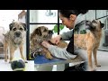 Hand Stripping and Border Terrier Care