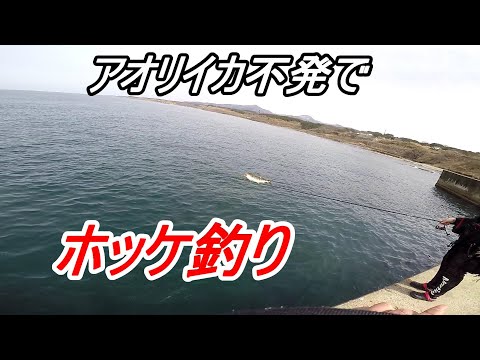 アオリイカと大分前のホッケ釣り【青森県】