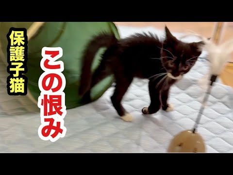 背中丸めて突進してくる保護子猫ちゃぴ