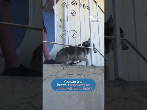 This Husky’s a fan of dirt and not shower...#furryadventures