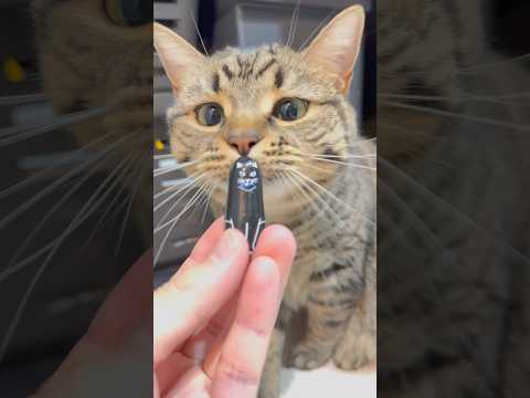 足長マンチカンと立耳スコティッシュのかわいい反応を楽しもう サムネイル